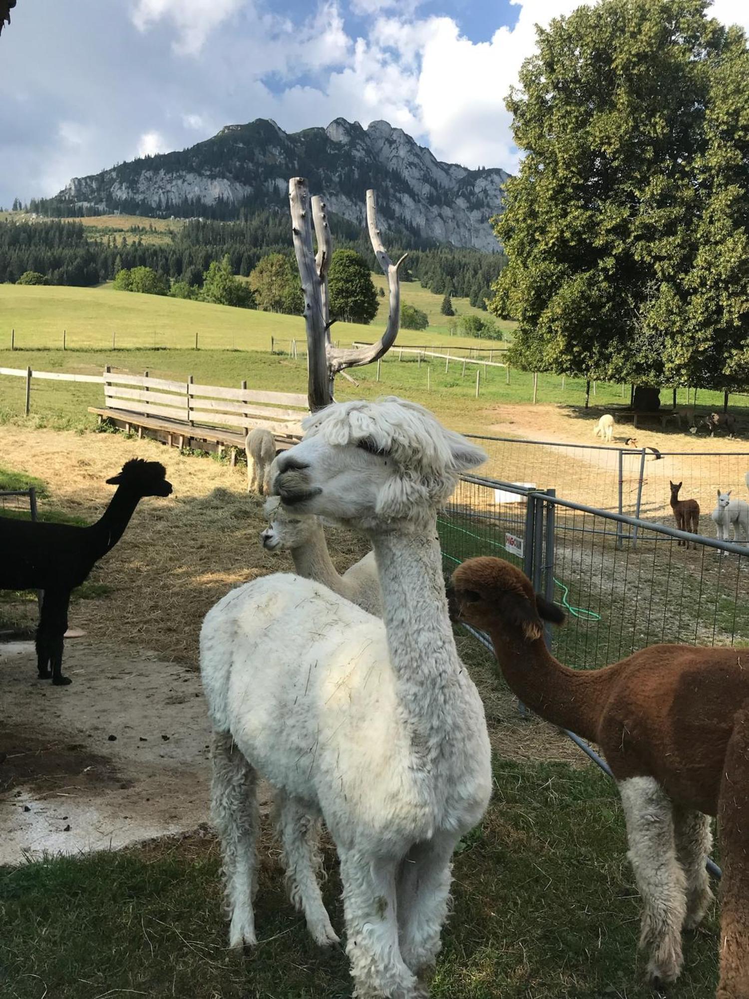 Willa Haus Grimmingblick Zlem Zewnętrze zdjęcie